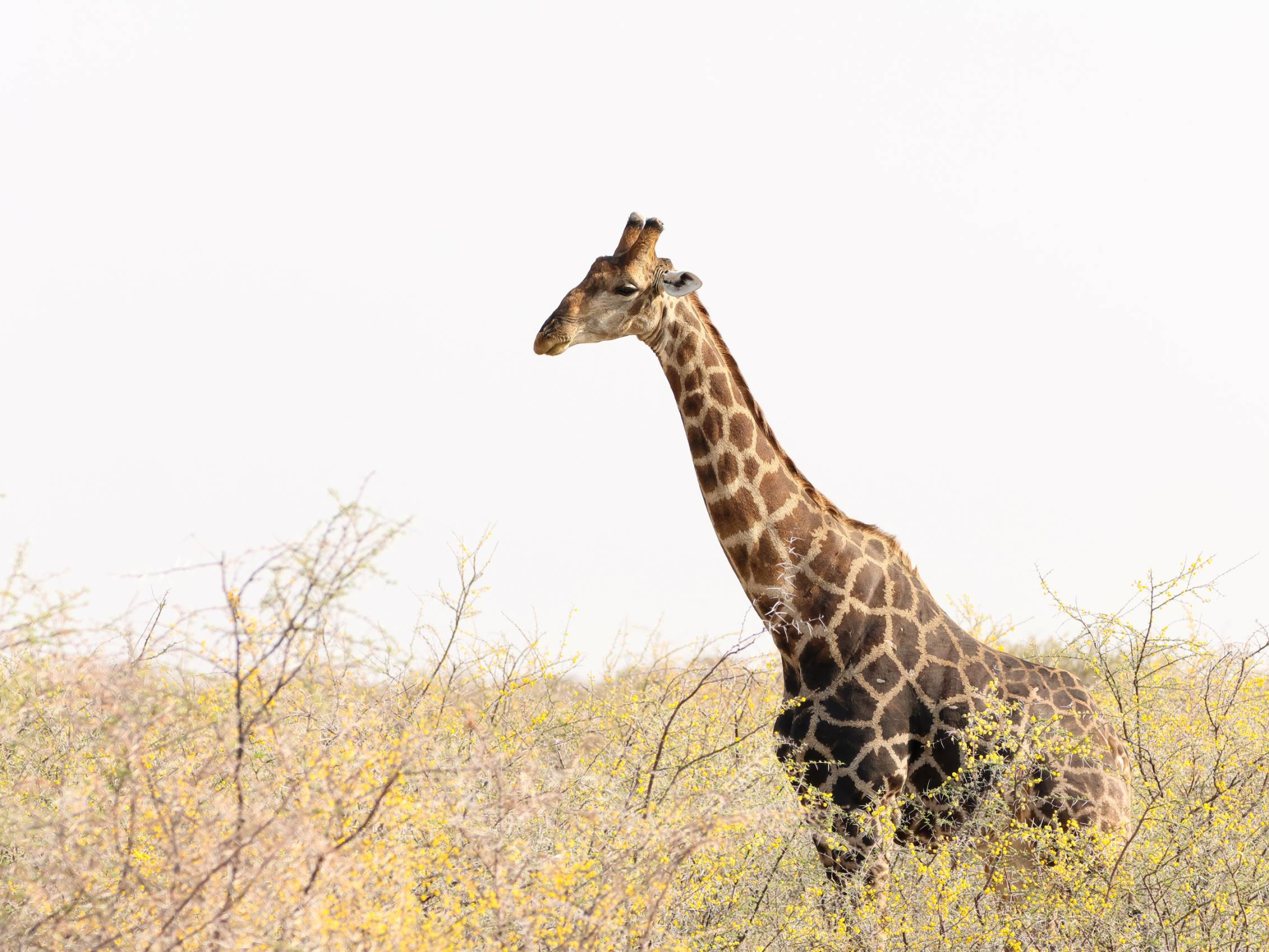 Afrika 2023 - Giraf in Etosha